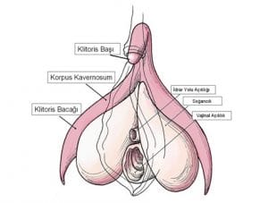 klitoris